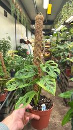 Monstera leichtlinii mint  - met mosstok, Huis en Inrichting, Kamerplanten, Ophalen of Verzenden