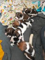 Jack Russell x Kooiker pups 1 reu & 5 teefjes, Dieren en Toebehoren, Jack Russell Terriër, 8 tot 15 weken, Meerdere, Meerdere dieren