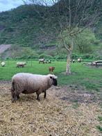 Shropshire ram, Dieren en Toebehoren, Schaap, Mannelijk