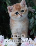 British Shorthair Black Golden, Dieren en Toebehoren, Katten en Kittens | Raskatten | Korthaar, Meerdere dieren, Gechipt, 0 tot 2 jaar