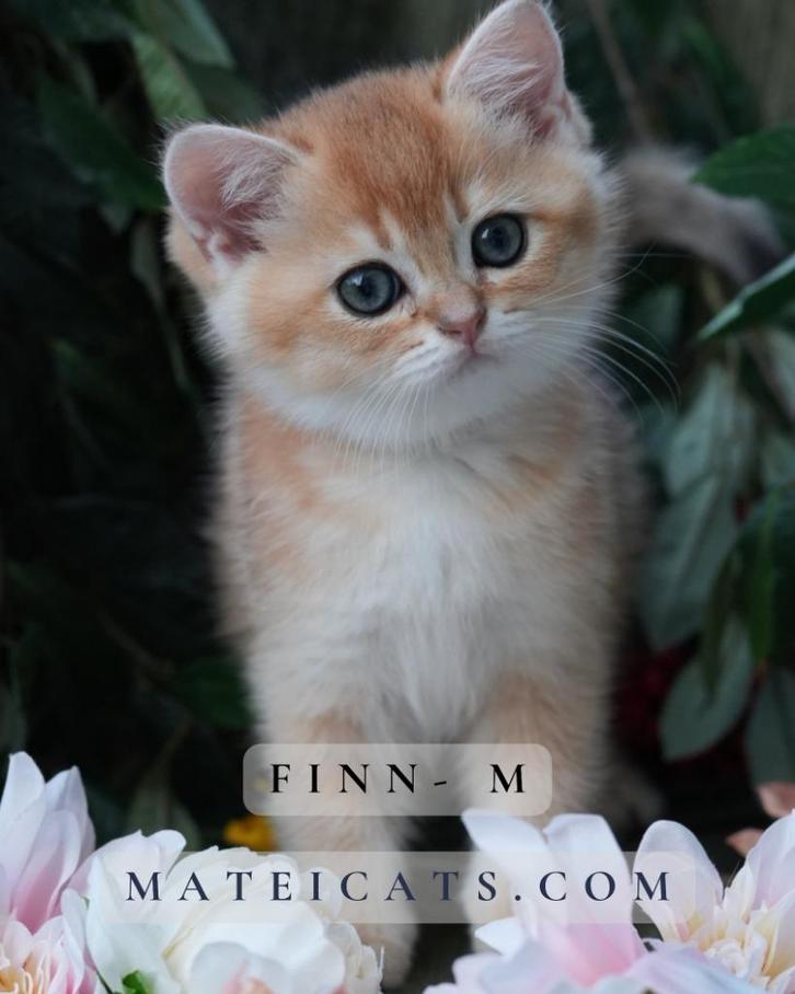 British Shorthair Black Golden, Dieren en Toebehoren, Katten en Kittens | Raskatten | Korthaar, Meerdere dieren, 0 tot 2 jaar