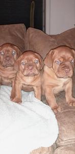 Bordeauxdog pups., Dieren en Toebehoren, Overige rassen, CDV (hondenziekte), 8 tot 15 weken, Meerdere