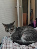 Kittens, Dieren en Toebehoren, Katten en Kittens | Raskatten | Korthaar, Meerdere dieren, Ontwormd, 0 tot 2 jaar