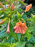 10x Mirabilis Zaad - Nachtschone Tuinplant, Tuin en Terras, Planten | Tuinplanten, Overige soorten, Volle zon, Eenjarig, Ophalen of Verzenden