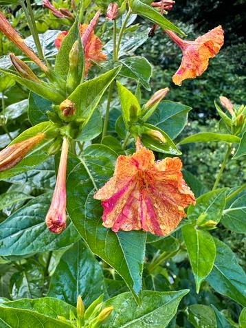 10x Mirabilis Zaad - Nachtschone Tuinplant beschikbaar voor biedingen
