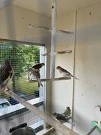Kanaries, Dieren en Toebehoren, Vogels | Overige Vogels, Meerdere dieren, Tropenvogel