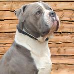 American bully xl (Ervaren DEKREU), Dieren en Toebehoren, Honden | Dekreuen, Particulier, Rabiës (hondsdolheid), 3 tot 5 jaar