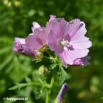 Uit de biologische moestuin: Muskuskaasjeskruid, zaden., Tuin en Terras, Ophalen of Verzenden, Voorjaar, Volle zon, Zaad