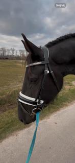 Hoofdstel anatomisch gevormd kopstuk, Dieren en Toebehoren, Paarden en Pony's | Hoofdstellen en Tuigage, Ophalen of Verzenden