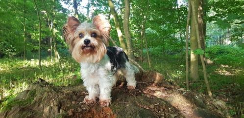 Yorkshire Terriër Biewer meisje op zoek, Dieren en Toebehoren, Honden | Jack Russells en Terriërs, Teef, Yorkshire Terriër, Fokker | Hobbymatig
