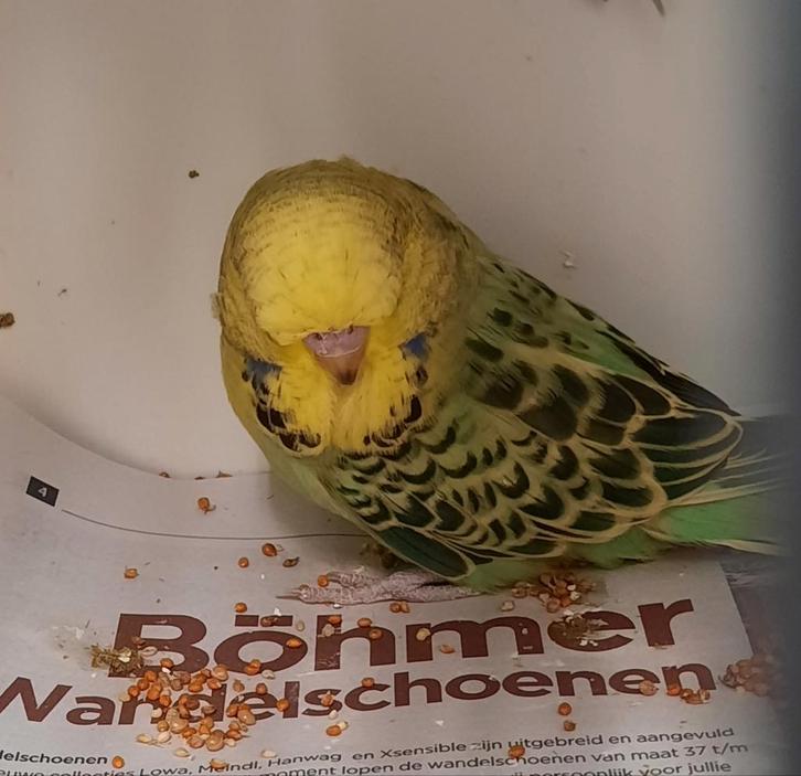 ENGELSE GRASPARKIETEN, Dieren en Toebehoren, Vogels | Parkieten en Papegaaien, Parkiet, Meerdere dieren, Tam