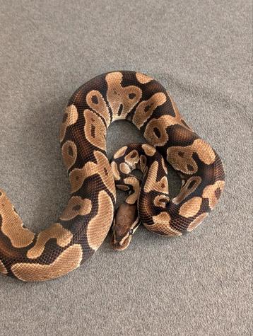 1.0 Male het Desert Ghost het Puzzle  beschikbaar voor biedingen
