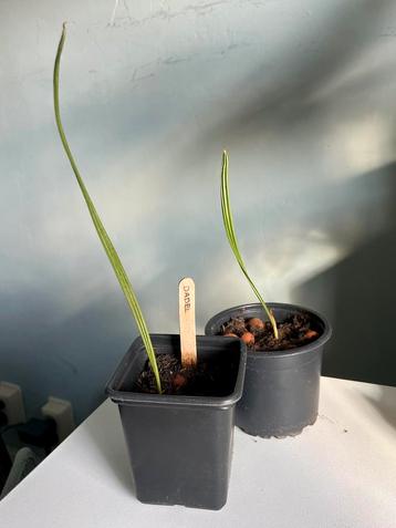 Exotische Dadelpalm (Phoenix dactylifera) Plantje (s) beschikbaar voor biedingen