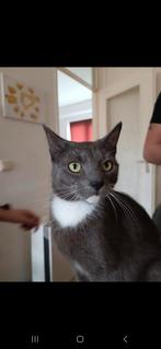 Nala, europese korthaar poes ruim 2 jaar oud. Grijs met wit., Dieren en Toebehoren, Poes