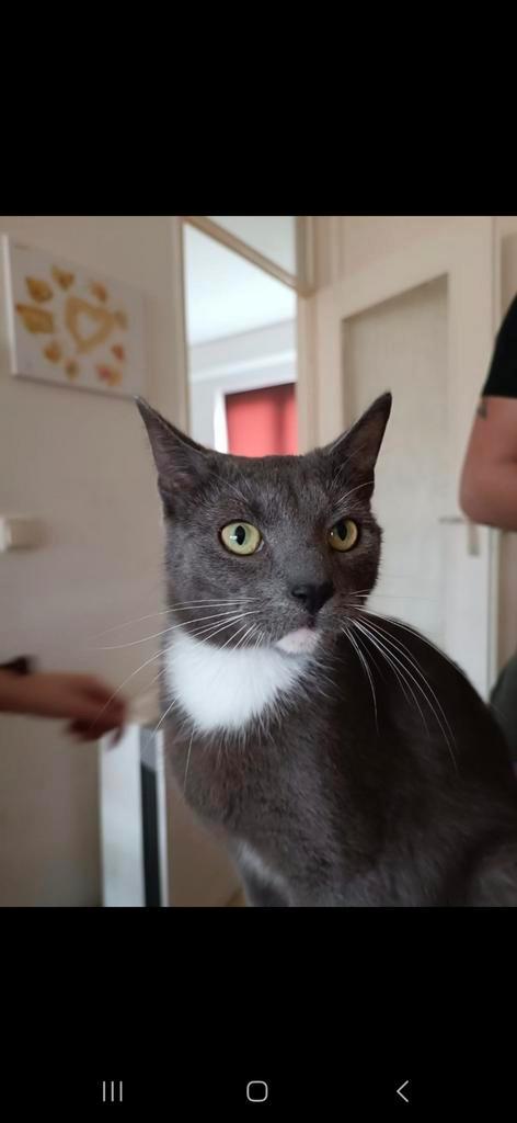 Nala, europese korthaar poes ruim 2 jaar oud. Grijs met wit., Dieren en Toebehoren, Katten en Kittens | Overige Katten, Poes