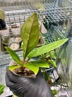 Anthurium Elipticum - Zeldzame kamerplant, Ophalen of Verzenden, Halfschaduw, Minder dan 100 cm