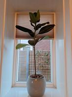 Ficus Elastica met pot, Ophalen of Verzenden