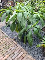 Datura (Brugmansia) - Prachtige kuipplant, Overige soorten, Vaste plant, Ophalen of Verzenden, Halfschaduw