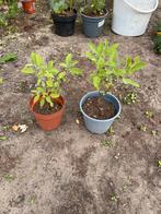 Salıeplanten.       Per pot. Voor 2€, Tuin en Terras, Planten | Tuinplanten, Ophalen