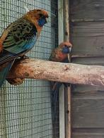 Twee oranje penanten mannen, Mannelijk, Parkiet