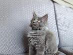 Maine coon kittens, Dieren en Toebehoren, Meerdere dieren, Gechipt, 0 tot 2 jaar