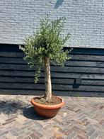 olijfboom in decoschaal, Tuin en Terras, Planten | Bomen, 100 tot 250 cm, Olijfboom, Zomer, Ophalen