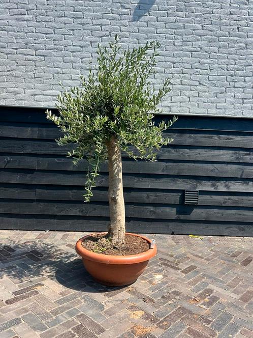 olijfboom in decoschaal, Tuin en Terras, Planten | Bomen, Olijfboom, 100 tot 250 cm, Volle zon, Zomer, Ophalen