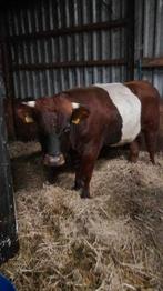 2 lakenvelder stieren