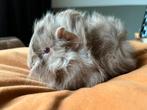 Prachtig jong/ baby lilac cavia beertje, Dieren en Toebehoren, Cavia, Mannelijk, November, Tam