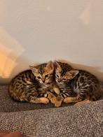 Black spotted tabby Bengaal kittens poesjes, Meerdere dieren, Gechipt, 0 tot 2 jaar