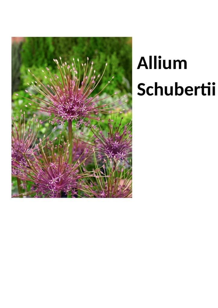 Allium bloembollen, Tuin en Terras, Bloembakken en Plantenbakken, Nieuw, Overige materialen, Balkon, Tuin, 30 tot 60 cm, 60 tot 100 cm