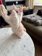 Schitterende Maine coon kittens  beschikbaar, Dieren en Toebehoren, Katten en Kittens | Raskatten | Langhaar, Meerdere dieren