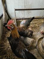 Drentse Patrijskriel, Mannelijk, Kip