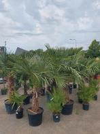 Palmbomen, Tuin en Terras, Planten | Bomen, Ophalen, Volle zon, Palmboom