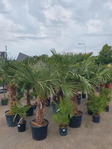Palmbomen  beschikbaar voor biedingen