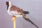 5-0 zwartmaskerduifjes, Dieren en Toebehoren, Mannelijk, Tropenvogel