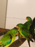 Swift parkieten ruilen om onverwand te maken, Dieren en Toebehoren, Vogels | Parkieten en Papegaaien, Meerdere dieren, Parkiet