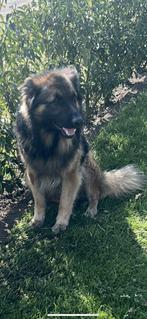 Dekreu oudduitseherder, Dieren en Toebehoren, Rabiës (hondsdolheid), Reu, Eén hond, 3 tot 5 jaar