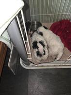 Maltipo wit/zwart, Rabiës (hondsdolheid), 8 tot 15 weken, Meerdere, Meerdere dieren