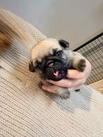 mopshond pups met stamboom, Dieren en Toebehoren, België, Particulier, Rabiës (hondsdolheid), Overige rassen