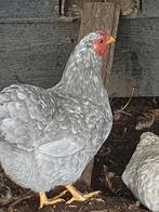 Wyandotte kriel hennetjes, Dieren en Toebehoren, Pluimvee, Vrouwelijk, Kip