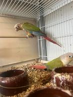 Pyrrhura koppel, Meerdere dieren, Parkiet