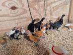 Sabelpootkriel, Dieren en Toebehoren, Meerdere dieren, Eend