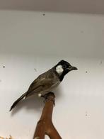 1-1 witoor buulbuul, Dieren en Toebehoren, Meerdere dieren, Tropenvogel, Geringd