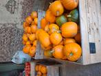 Halloween pompoenen, Ophalen