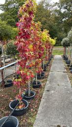 Zuil amberboom, Tuin en Terras, Ophalen, Volle zon