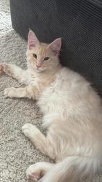 Maine coon kittens, Dieren en Toebehoren, Katten en Kittens | Raskatten | Langhaar, Meerdere dieren, Gechipt, 0 tot 2 jaar