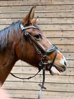 Nieuw pony hoofdstel., Ophalen of Verzenden, Nieuw, Dressuur