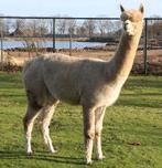 Mooie beige (drachtige) alpaca merrie te koop, Juni, Vrouwelijk