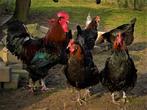 Marans kippen groot | goede leggers | Speciale eieren!, Dieren en Toebehoren, Pluimvee, Kip, Meerdere dieren